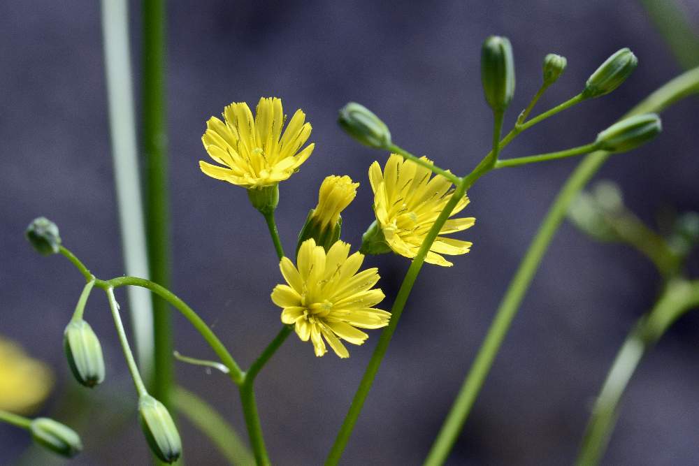 Lapsana communis / Lassana comune